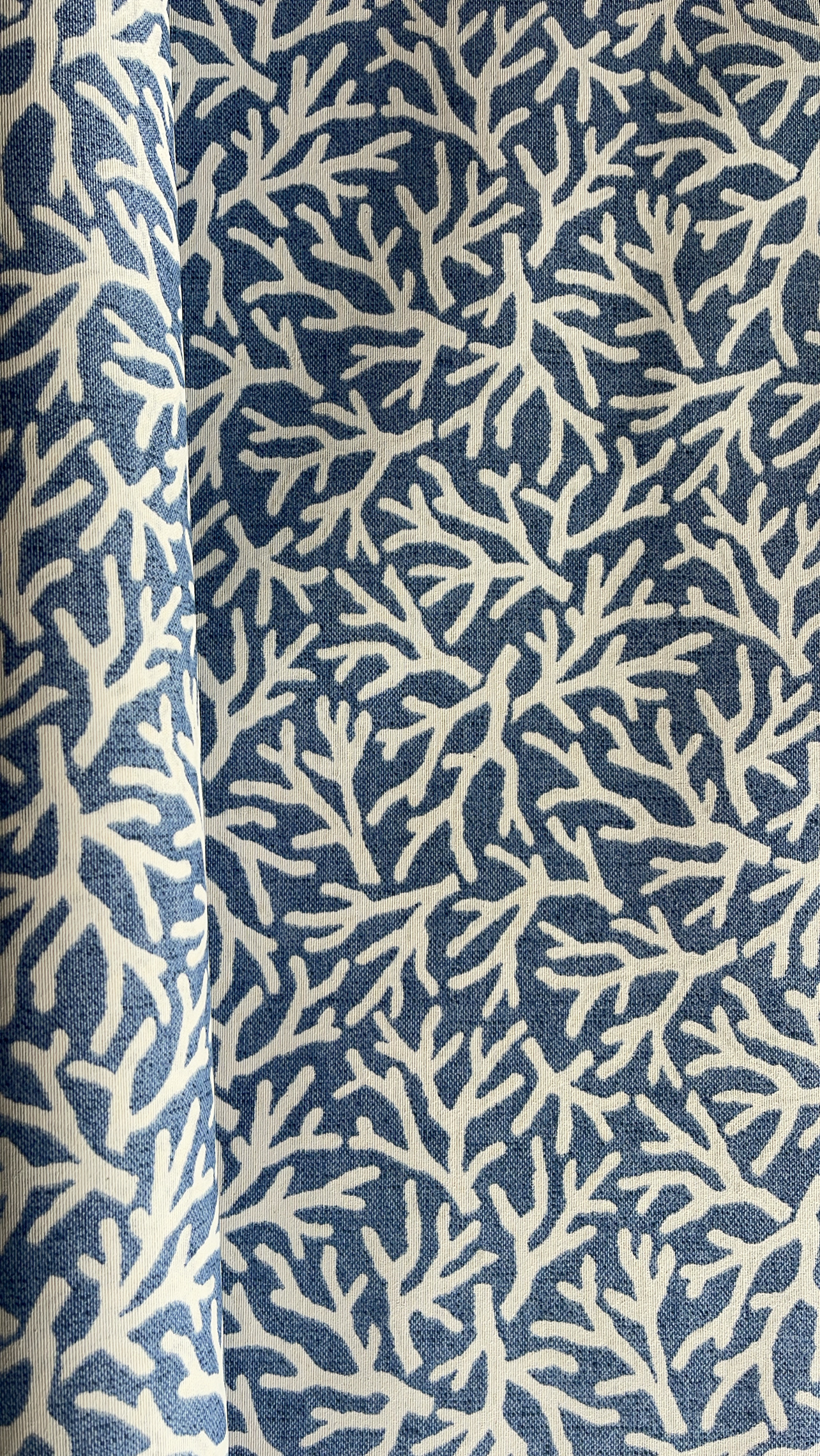 Algas - Algas Fondo Azul